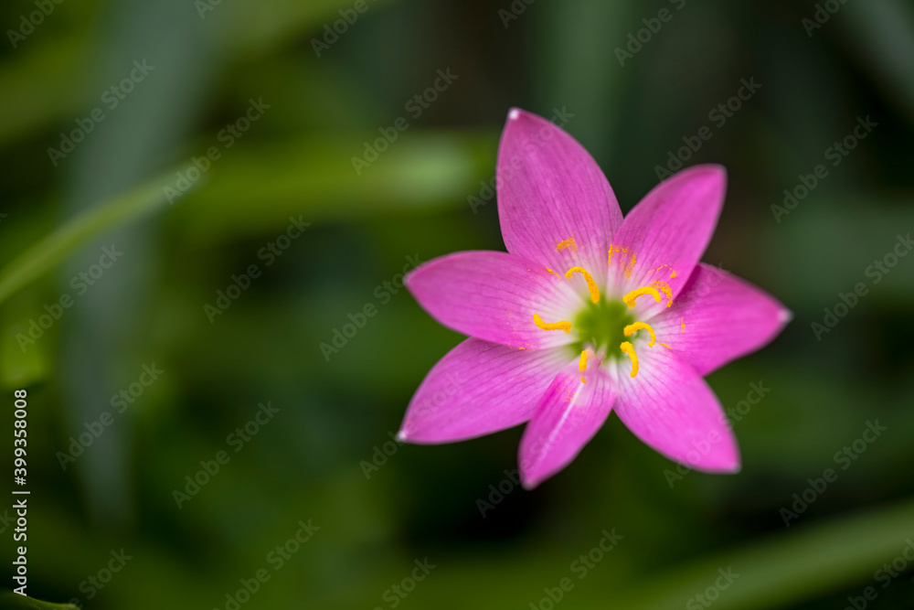 Beautiful Pink flower in bloom at garden Beautiful Pink flower in bloom at garden