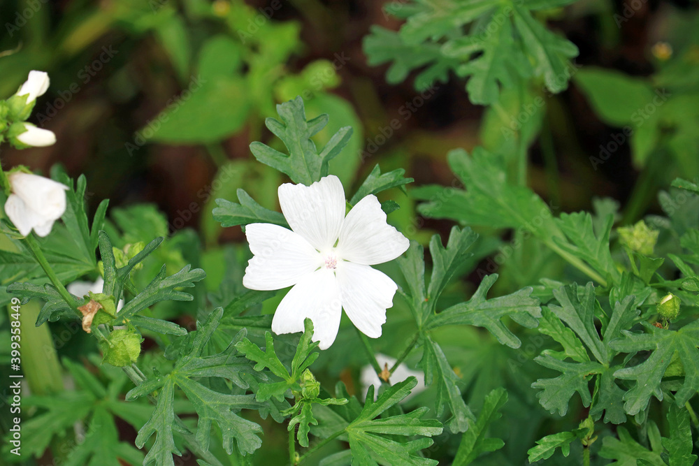 beautiful wildflowers close-up	