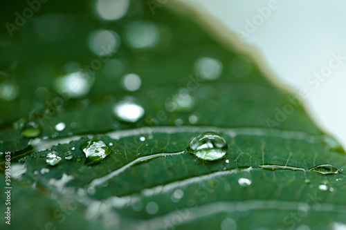 Fresh green leaf with dew drops closeup. Nature Background
