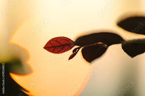 Photography Plant leaf with sun backlight while sunset.
