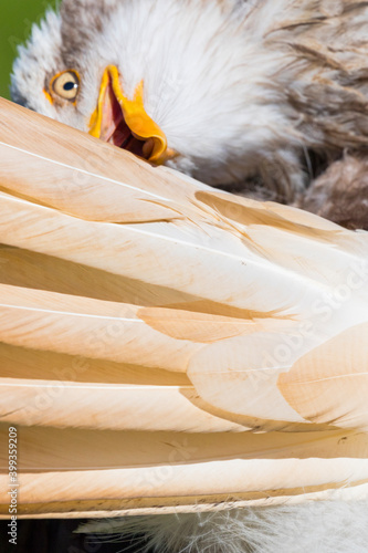 Fototapeta Naklejka Na Ścianę i Meble -  Bald eagle (Haliaeetus leucocephalus)