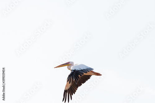 White Pelican flying in the blue sky on an early autumn morning near Zikhron Ya'akov, Israel.