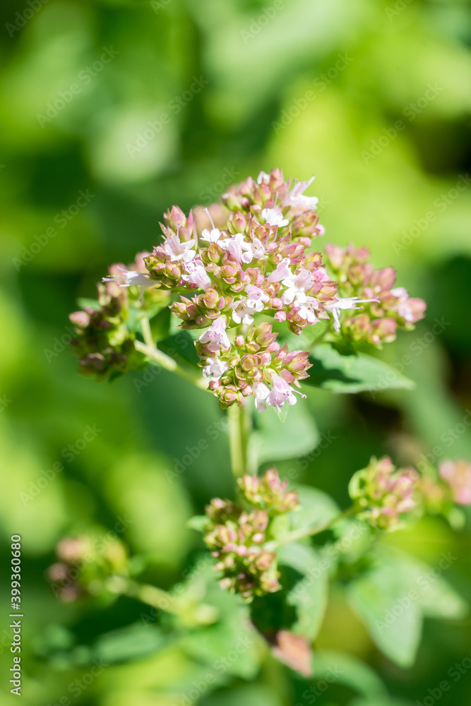 Closeup of oregano flowers (Origanum vulgare) Closeup of oregano flowers (Origanum vulgare)