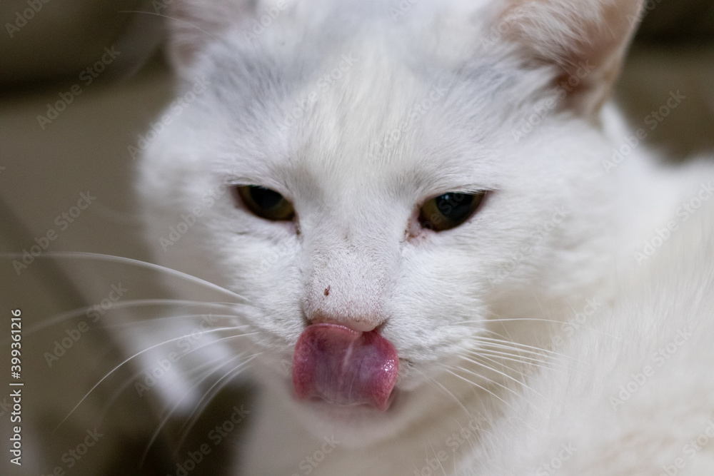 White cat looking at camera close up with tongue out