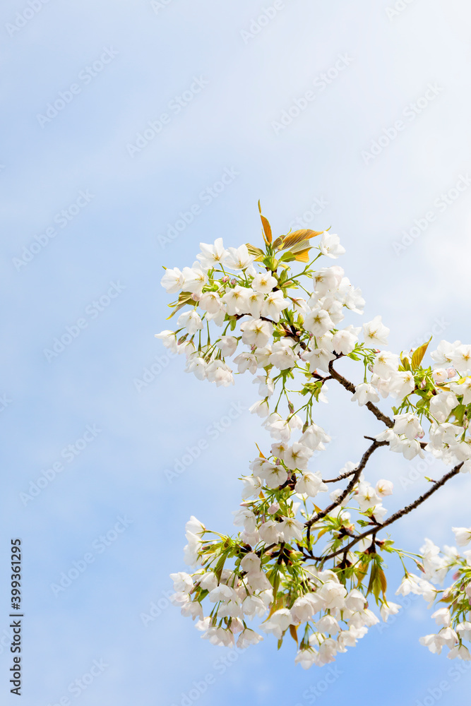 The cherry blossoms planted next to my workplace have begun to bloom.
The cherry blossoms planted next to my workplace have begun to bloom.