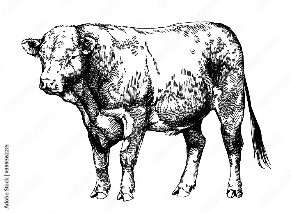 Fototapeta premium hereford bull, graphic illustration
