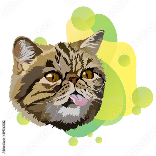 Exotic shorthair cat vector illustration. Portrait, gradient.