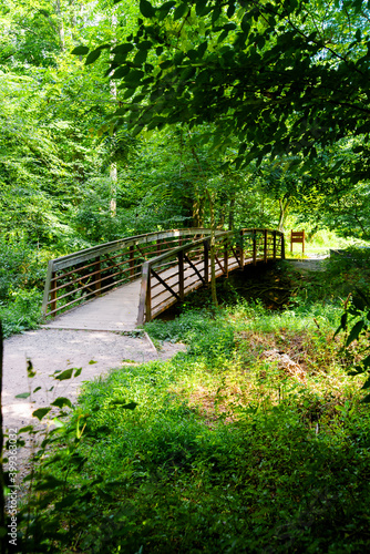 wooden bridge in the summer dense forest