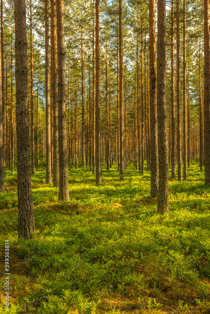 Obraz premium Beautiful and lush green pine forest in summer sunlight