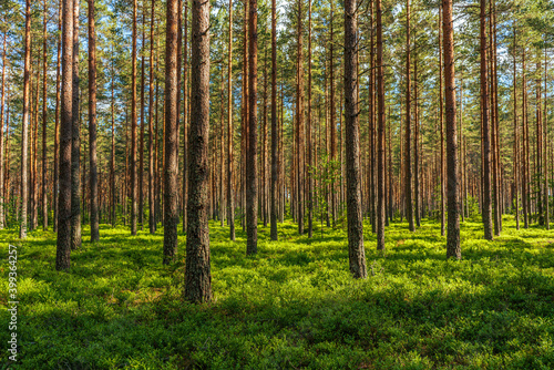 Beautiful and well-cared pine forest in Sweden.  with sunlight shining through the canopies