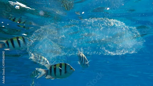 Colonial Pyrosoma Tunicates free-floating with school of fish on blue water in sunrays. Pyrosomes, colony hundreds to thousands individuals called zooids, cloned from one egg and bound together. 
  photo