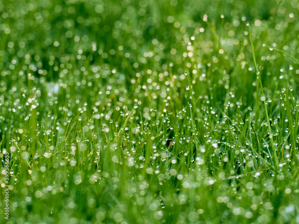 Drops of dew on the grass in defocus Drops of dew on the grass in defocus