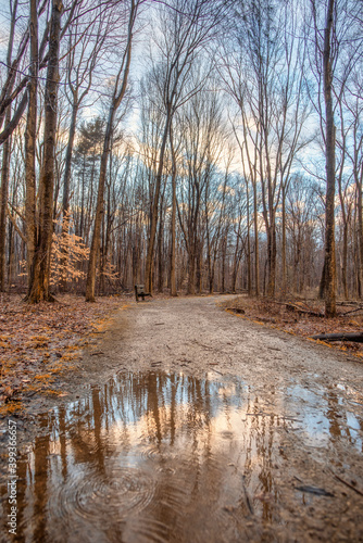 Sunset in the woods in winter with dormant trees