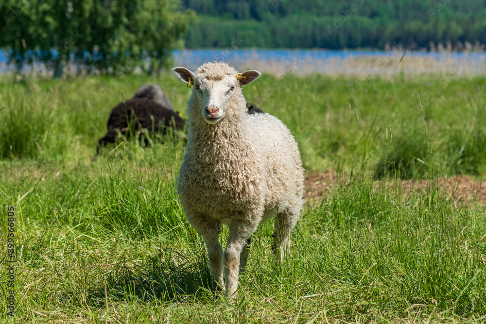 Sweet white sheep standing in a lush green field in sunlight, looking curiously into the camera Sweet white sheep standing in a lush green field in sunlight, looking curiously into the camera