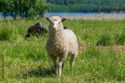 Sweet white sheep standing in a lush green field in sunlight, looking curiously into the camera