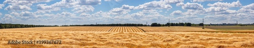 Fotografia Harvested wheat field in the rays of the summer sun