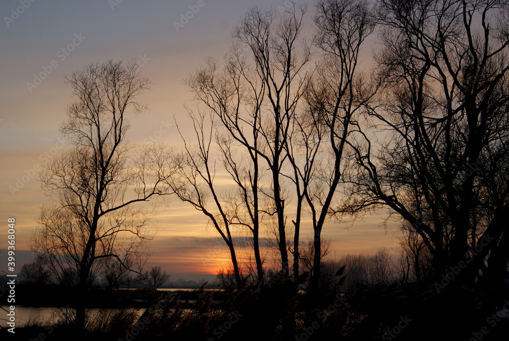 sunset in the winter with trees