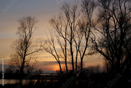 sunset in the winter with trees