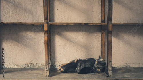 Obraz na płótnie A stray mummy cat feeding her litter of kittens