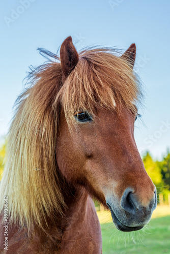 Portrait of a beautiful chestnut colored Icelandic horse standing outdoors in sunlight © Magnus