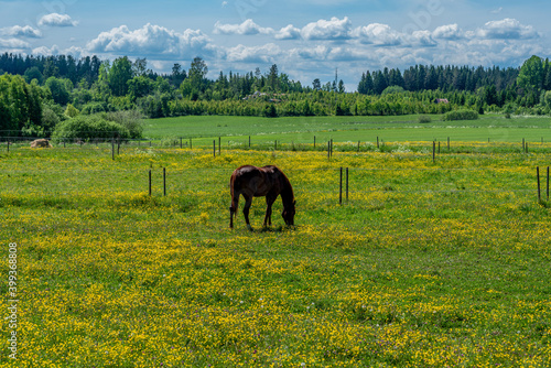 View across yellow and green fields with a brown horse grazing in the summer sunlight © Magnus