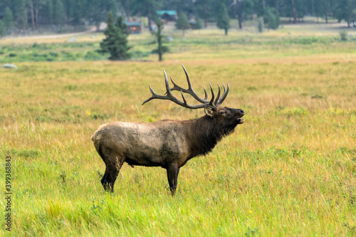 Bull Elk Bugling - A strong mature bull elk making rutting calls at Moraine Park on a late Summer evening. Rocky Mountain National Park, Estes Park, Colorado, USA.