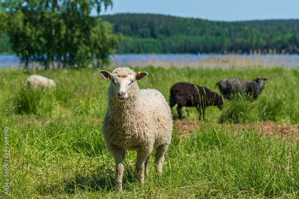 White sheep standing in a lush green field in sunlight, looking curiously into the camera White sheep standing in a lush green field in sunlight, looking curiously into the camera