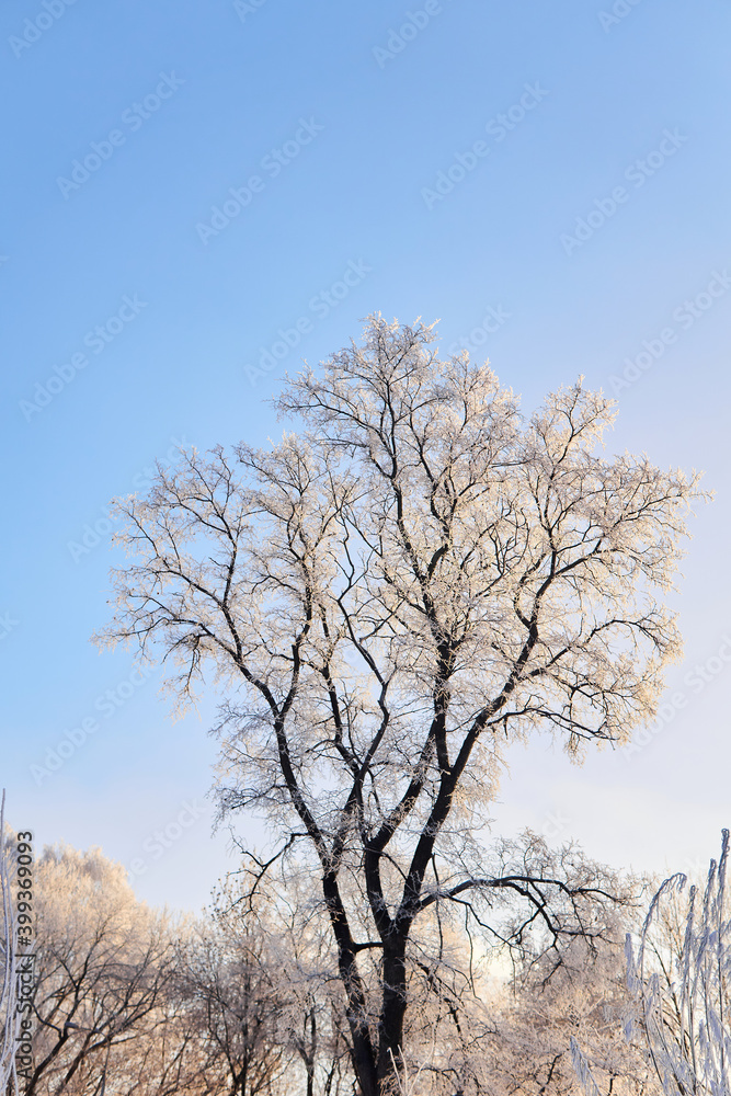 winter tree covered with frost against the blue sky
