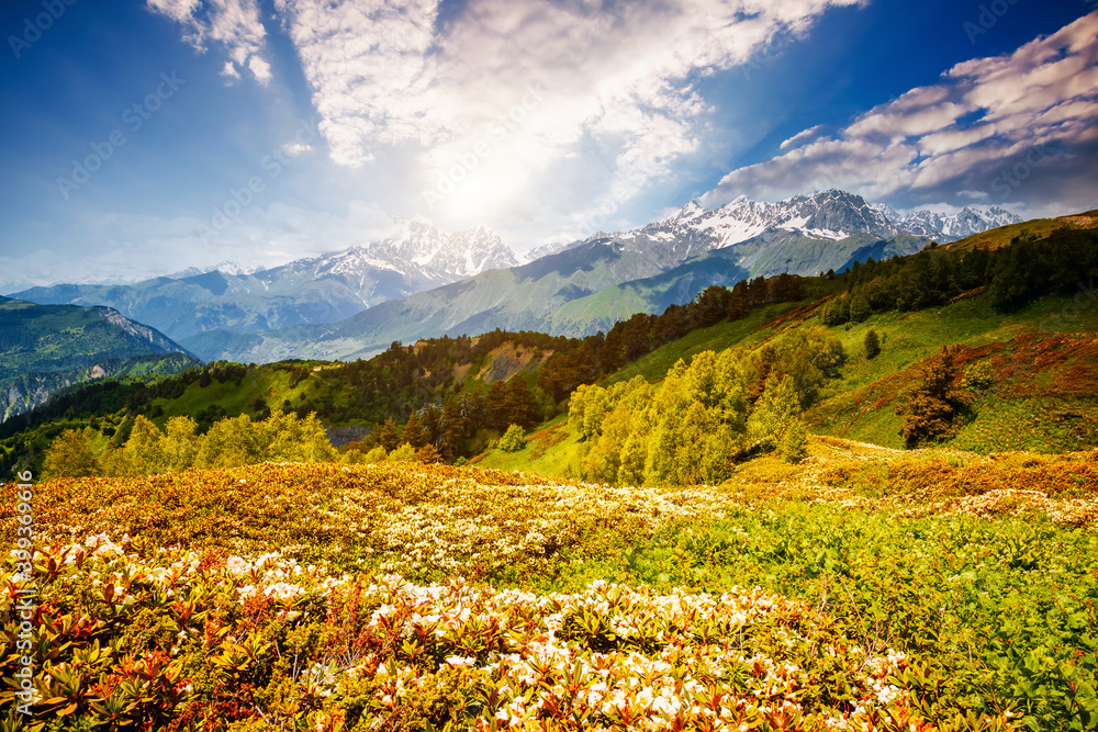 Fototapeta premium Attractive view of the alpine landscape at the foot of Mt. Ushba. Location place Upper Svaneti region, Georgia, Europe.