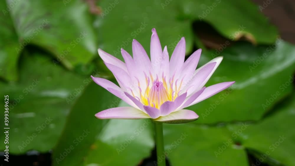 purple lotus on green leaf background purple lotus on green leaf background