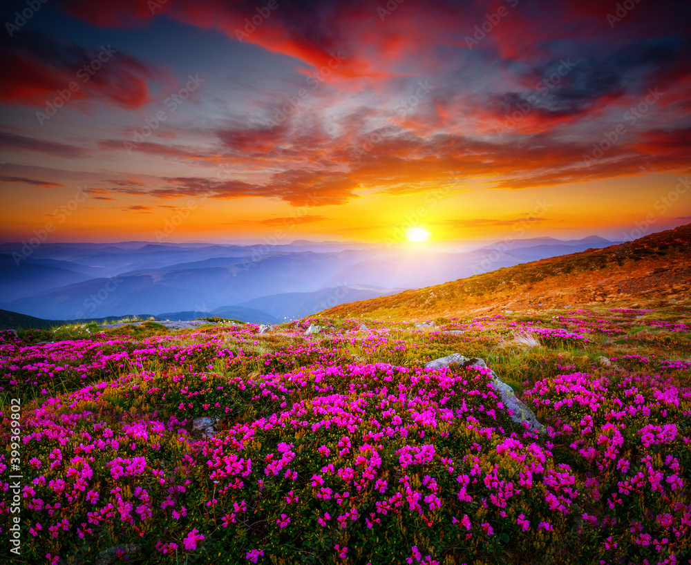 Attractive scene with flowering hills illuminated by the sunset.