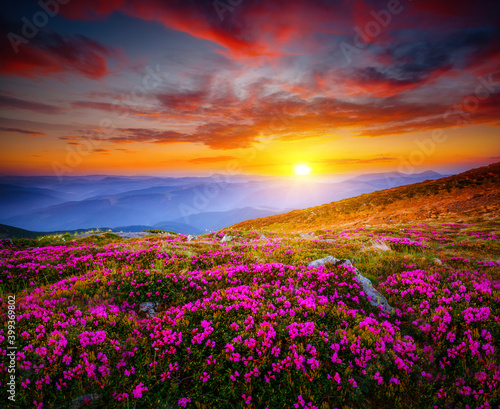 Attractive scene with flowering hills illuminated by the sunset.