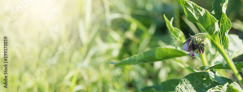 Symphytum officinale, other species of Symphytum, comfrey on meadow. Banner for medical sites. Soft focus