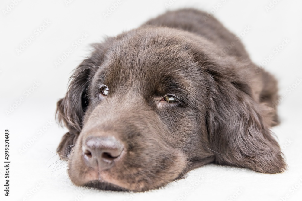 Brown flat coated retriever puppy. Dog's eyes. Retriever on a white background. Hunting dog puppy. Brown flat coated retriever puppy. Dog's eyes. Retriever on a white background. Hunting dog puppy.