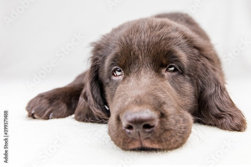 Fototapeta Naklejka Na Ścianę i Meble -  Brown flat coated retriever puppy. Dog's eyes. Retriever on a white background. Hunting dog puppy.