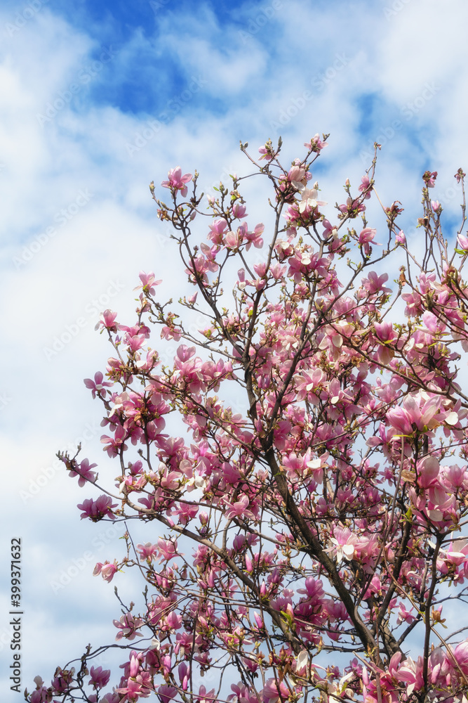 Spring. Flowers of magnolia tree ( Magnolia soulangeana ) against sky Spring. Flowers of magnolia tree ( Magnolia soulangeana ) against sky