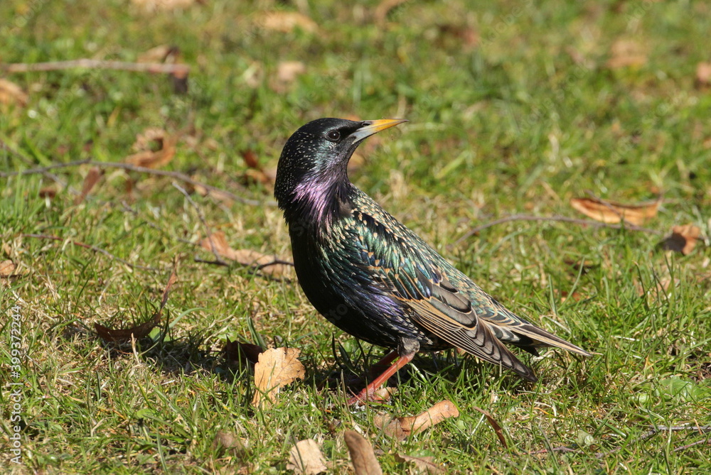 The starling is sitting on the green grass. The starling is sitting on the green grass.