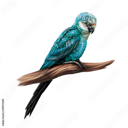 Spix's macaw (Cyanopsitta spixii) photo