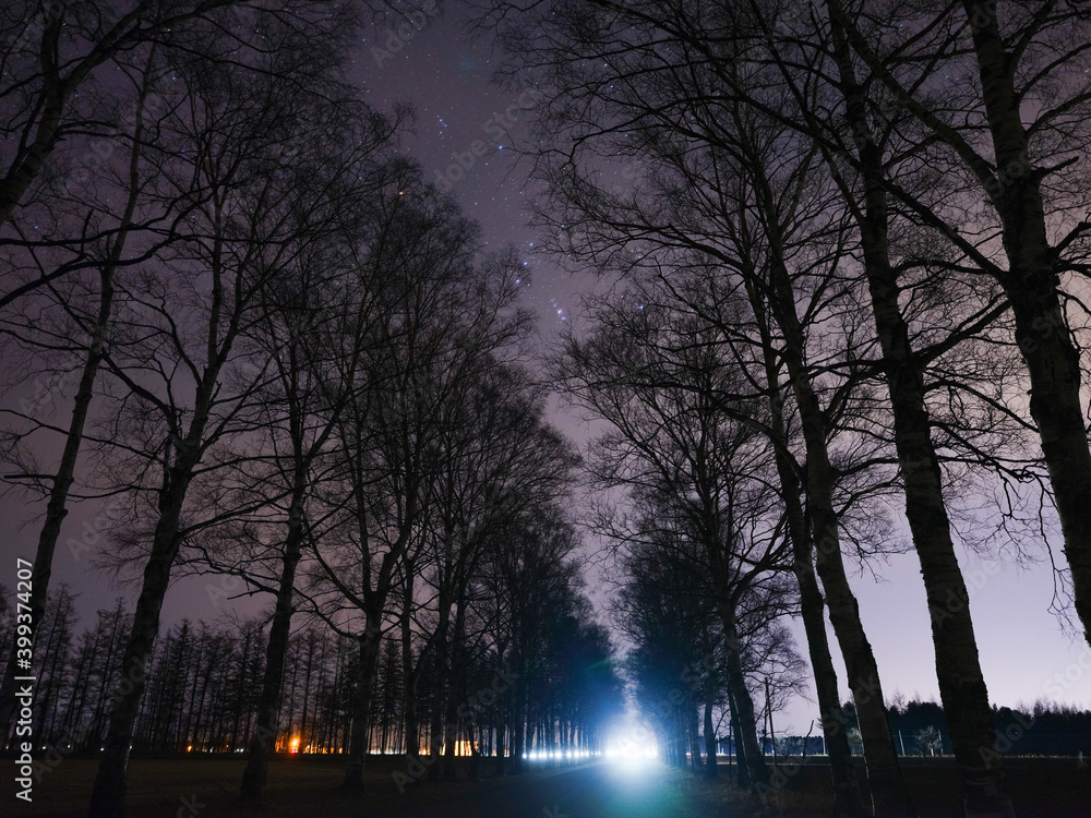 Fototapeta premium 夜の並木道