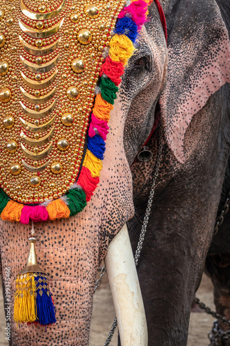 Photography Decorated elephant at temple festival close up in Kerala, India