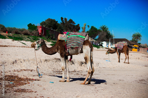 Camel