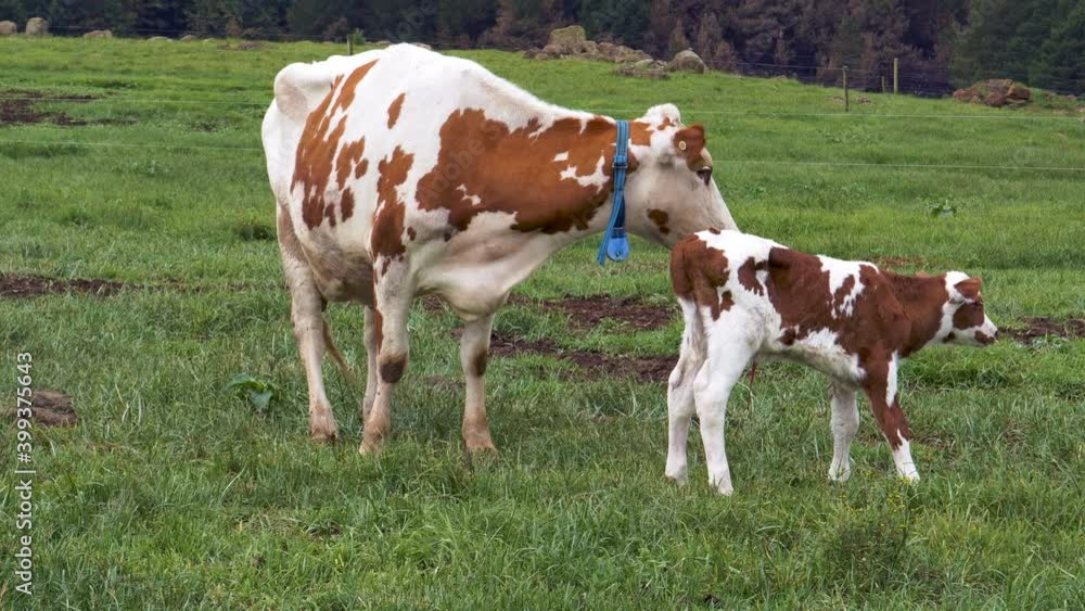 Close-up view of an Ayrshire dairy cow with her cute new born calf as it tries to stand in the meadow of a large scale dairy farm Close-up view of an Ayrshire dairy cow with her cute new born calf as it tries to stand in the meadow of a large scale dairy farm