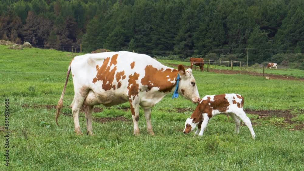 Close-up view of an Ayrshire dairy cow with her cute new born calf as it tries to stand in the meadow of a large scale dairy farm Close-up view of an Ayrshire dairy cow with her cute new born calf as it tries to stand in the meadow of a large scale dairy farm