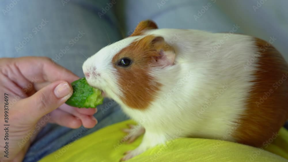 Cute white and brown guinea pig eating fresh green cucumber from hands of woman. Cute white and brown guinea pig eating fresh green cucumber from hands of woman.