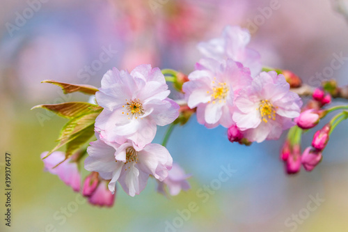 八重桜 © noriha