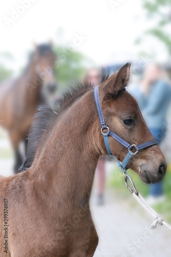Tablou canvas Dark brown foal head, with a halter, in side view