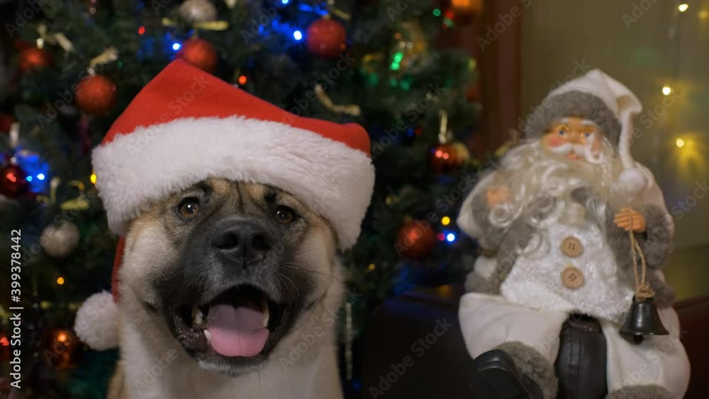 Portrait of funny cute dog with Santa hat and Christmas sweater. Decorated Christmas tree at the background. Funny Christmas dog concept Portrait of funny cute dog with Santa hat and Christmas sweater. Decorated Christmas tree at the background. Funny Christmas dog concept