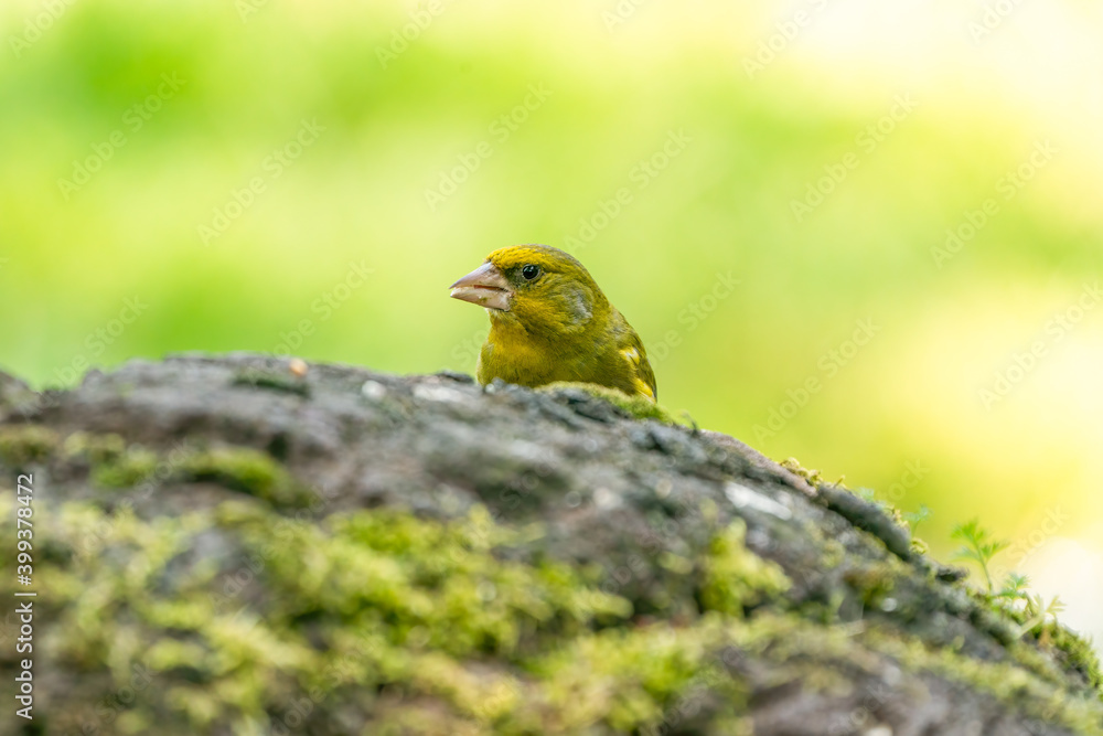 A greenfinch sitting on a stone. In side view. Against a blurred background A greenfinch sitting on a stone. In side view. Against a blurred background