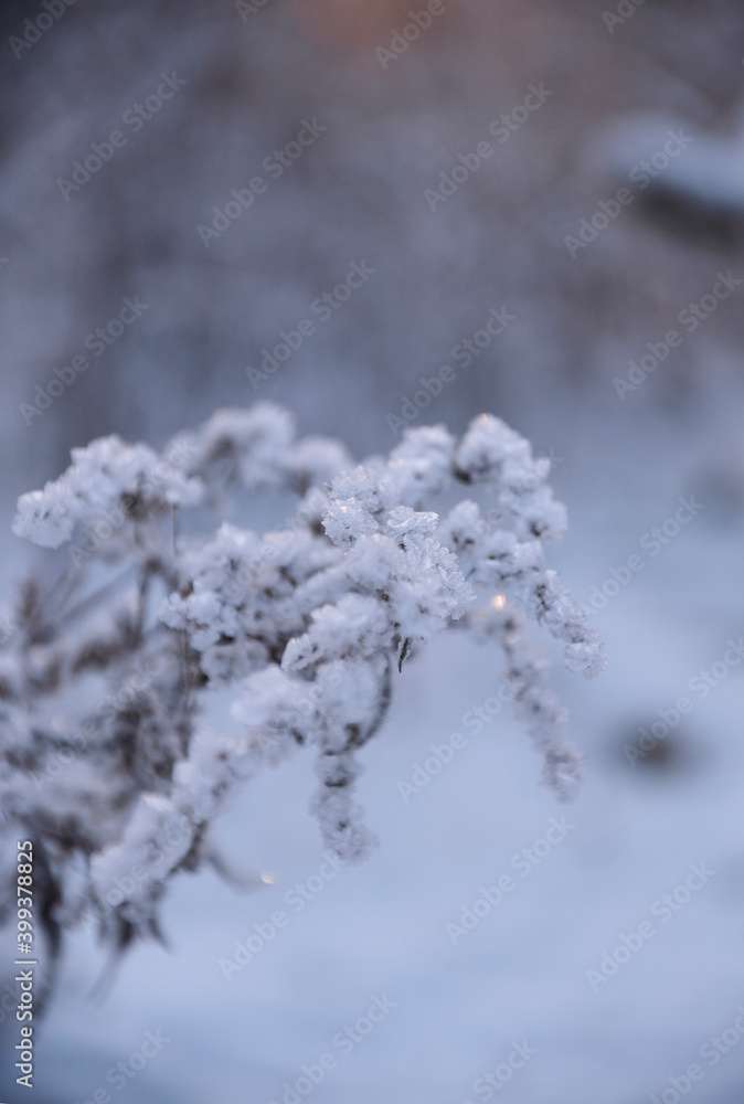 frozen grass in winter forest frozen grass in winter forest