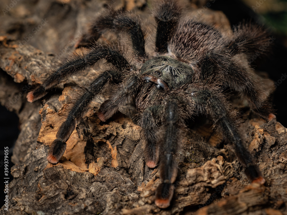 pink footed tarantula resting on tree trunk pink footed tarantula resting on tree trunk